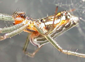 Basilica Orbweaver